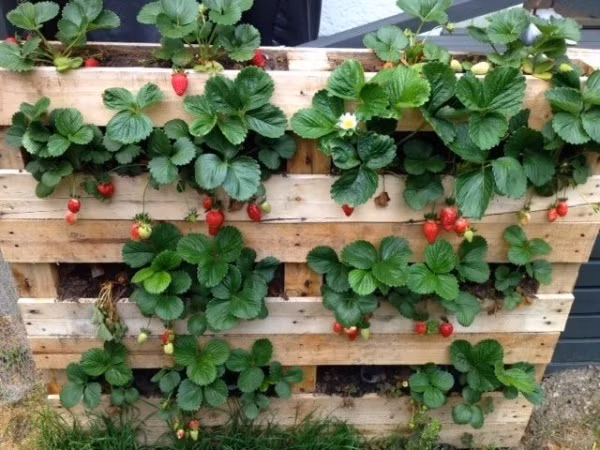 Pallet cũng rất thích hợp trở thành "chậu" trồng các loại cây cho quả dạng bụi như khoai tây, cà rốt, khoai tây...