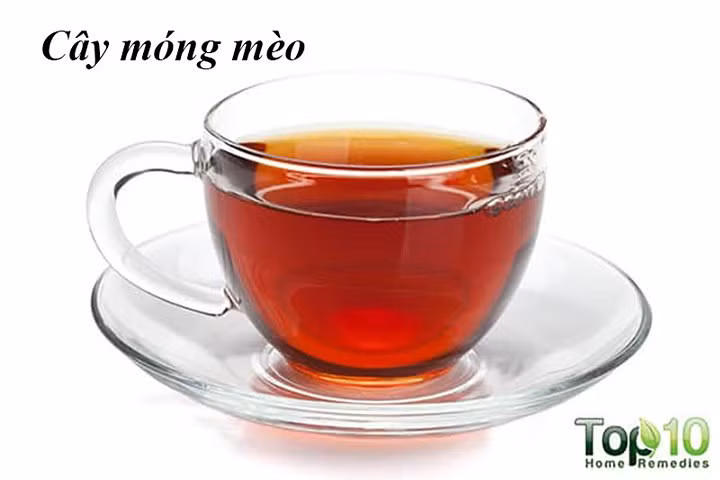 Cây móng mèo: Trong y học cổ truyền Trung Quốc, việc sử dụng cây móng mèo để điều trị bệnh cao huyết áp rất phổ biến. Ngoài ra, loại thảo dược này giúp ức chế sự kết tập tiểu cầu và hình thành cục máu đông, có hiệu quả trong việc ngăn chặn các cơn đau tim và đột quỵ.