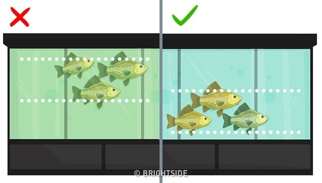 2. Khi mua cá sống trong bể, hãy đảm bảo là nước bể sạch. Chọn con cá gần đáy bể thay vì con gần mặt nước.