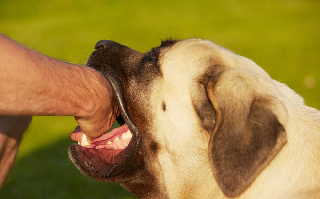 Phu Tho: Nguoi dan ong chet tuc tuoi sau 1 thang bi cho can