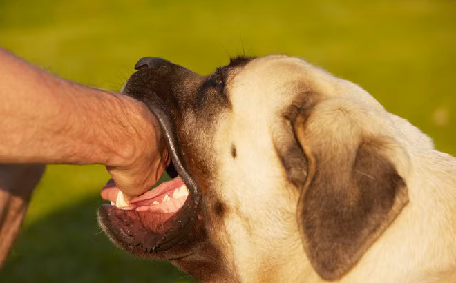 Phu Tho: Nguoi dan ong chet tuc tuoi sau 1 thang bi cho can