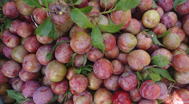 Quả mận không nên ăn trong 3 tháng đầu thai kỳ Mặc dù quả mận chứa nhiều chất dinh dưỡng như sắt, vitamin A, kali, phốt-pho… và cũng không có ai nghiêm cấm mẹ bầu không được ăn mận nhưng nếu chị em ăn nhiều mặn rất dễ bị táo bón, xuất huyết và ảnh hưởng đến sự phát triển của thai nhi. Do đó, quả mận cũng nằm trong diện những loại trái cây bà bầu không nên ăn, đặc biệt là trong 3 th.á.n.g đầu mang thai.