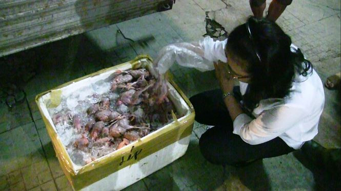 Chiếc xe tải chở hơn 10.000 con chim cút bẩn bị phát hiện.