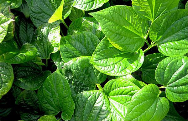 Bai thuoc chua sau rang tu la lot cuc nhanh-Hinh-2