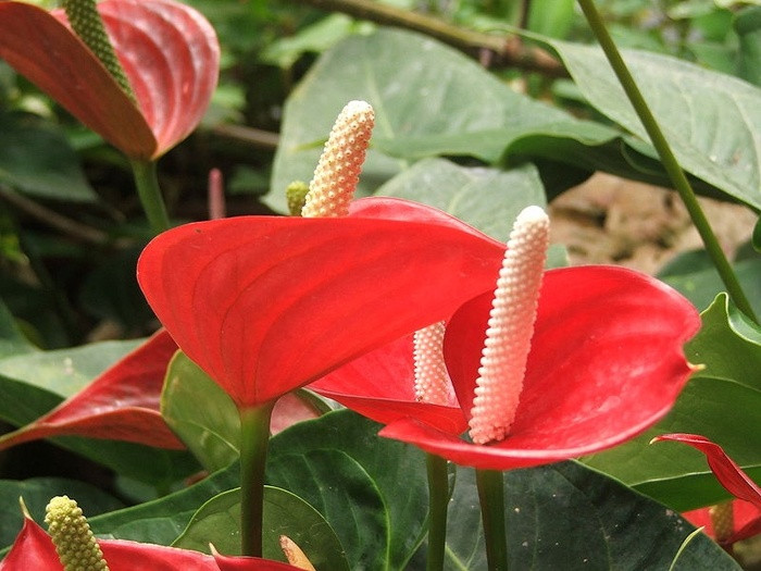 7 loai hoa co the gay say thai, di tat thai nhi-Hinh-5