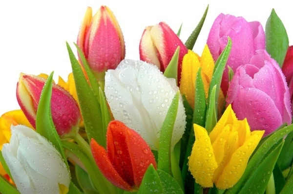 7 loai hoa co the gay say thai, di tat thai nhi