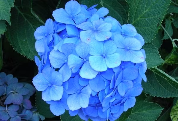 7 loai hoa co the gay say thai, di tat thai nhi-Hinh-2