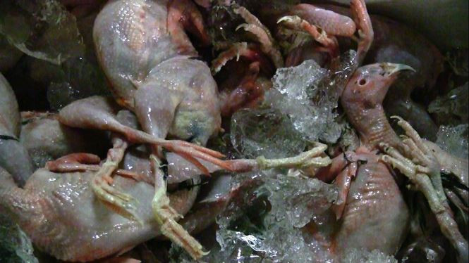 Số chim cút không có giấy tờ kiểm định, bốc mùi hôi chuẩn bị lên bàn nhậu.
