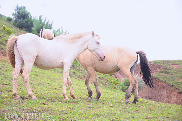 Giống ngựa bạch này toàn thân ngựa có lông màu trắng, da trắng hồng, viền mắt màu hồng, con ngươi màu đỏ hồng, nếu soi đèn vào mắt ngựa ban đêm có màu đỏ rực. Mũi, miệng và bộ phận sinh dục của ngựa có màu hồng đỏ, bộ móng màu trắng ngà. 