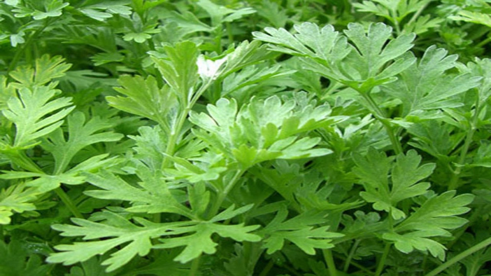  8. Ngải cứu Ngải cứu là một loại thảo dược tuyệt vời trong điều trị giun mặc dù có vị cay đắng. Sử dụng hỗn hợp tinh dầu ngải cứu và dầu o liu rất có lợi trong điều trị ký sinh trùng sống trong ruột. Tuy nhiên, nên thận trọng khi sử dụng loại thảo dược này vì nó có độc tính tự nhiên. 