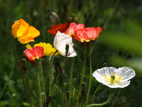 Tính cách sôi nổi, nhiệt tình thường gặp ở những người yêu hoa anh túc. Họ ưa thích sự sáng tạo và rất giỏi trong việc thể hiện bản thân trước đám đông.