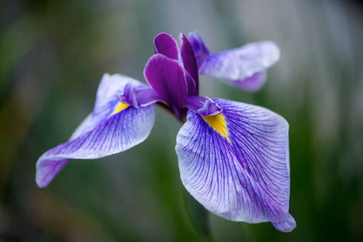 Người yêu loài hoa mang sắc cầu vồng Diên Vĩ có tính cách vui vẻ và lạc quan. Họ yêu thích những trải nghiệm mới và đặc biệt coi trọng lời hứa.