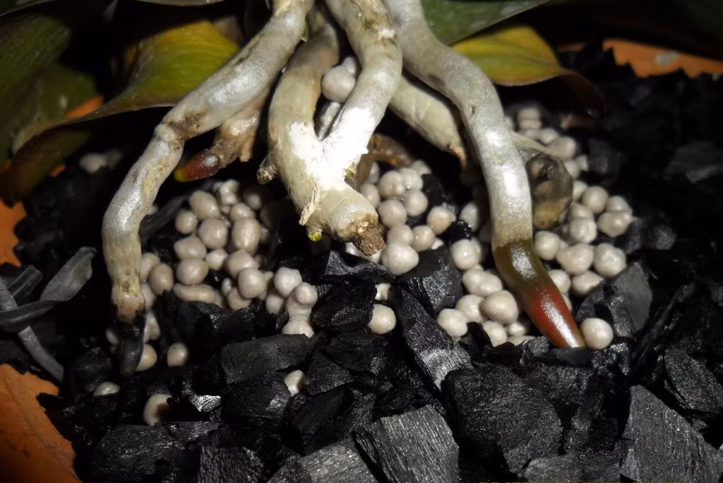 Cach cham soc lan ho diep gia chat sau Tet cuc chuan-Hinh-3