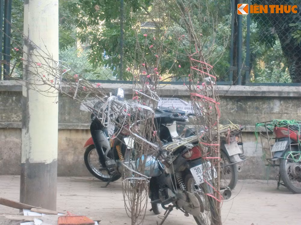 Het Tet, dao, mai van ban day duong