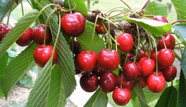 Nhiều trang mạng cũng như cửa hàng trái cây nhập khẩu rao bán với giá 590.000 - 750.000 đồng/kg.