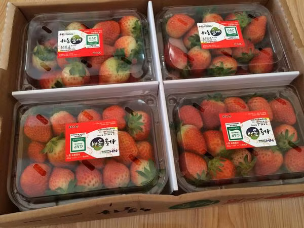 Theo giới kinh doanh, sở dĩ hàng Hàn Quốc đắt là do được trồng trong môi trường khắt khe và chất lượng cao. Ngoài ra, loại này có màu sắc đẹp, quả mọng, ăn có vị ngọt tự nhiên và thơm cho nên luôn đắt khách.