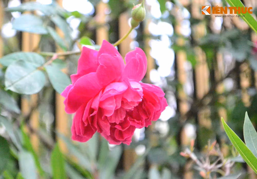 Trên hàng rào ngoài những giỏ phong lan và giàn nho là những dây hồng leo rực rỡ.