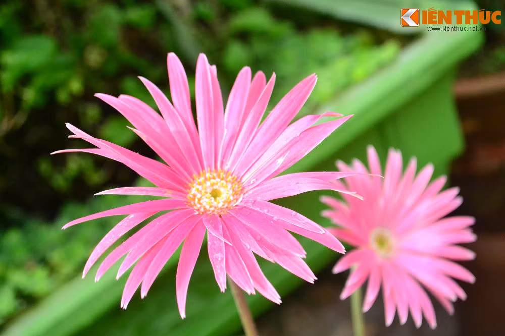 hay những chậu hoa đồng tiền...