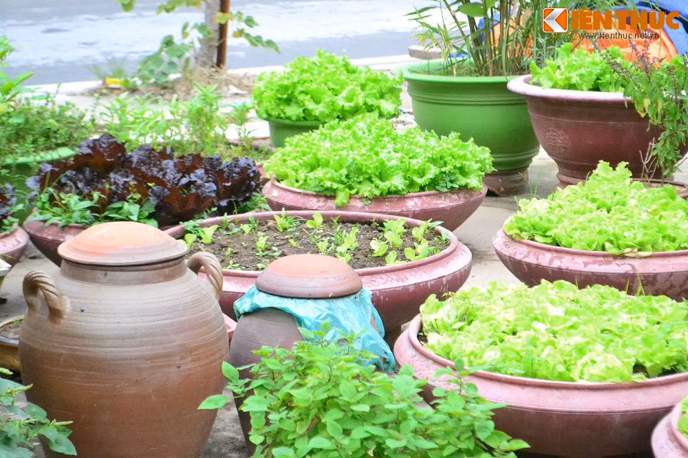 Bên cạnh đó, vị chủ nhà còn tận dụng khoảng trống đối diện căn biệt thự để trồng rau sạch phục vụ gia đình.