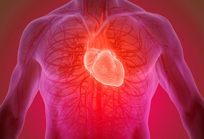 Tim đập nhanh hơn: Khi trời nóng, tim có thể đập nhanh hơn để bơm máu đến da, nơi cơ thể thoát bớt nhiệt lượng. Hậu quả là các phần khác của cơ thể có thể không được cung cấp đủ máu, khiến bạn mệt mỏi và chậm chạp.