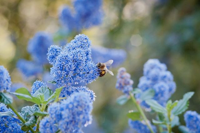 Tử đinh hương màu xanh rất hiếm gặp, mang ý nghĩa may mắn, bình an.