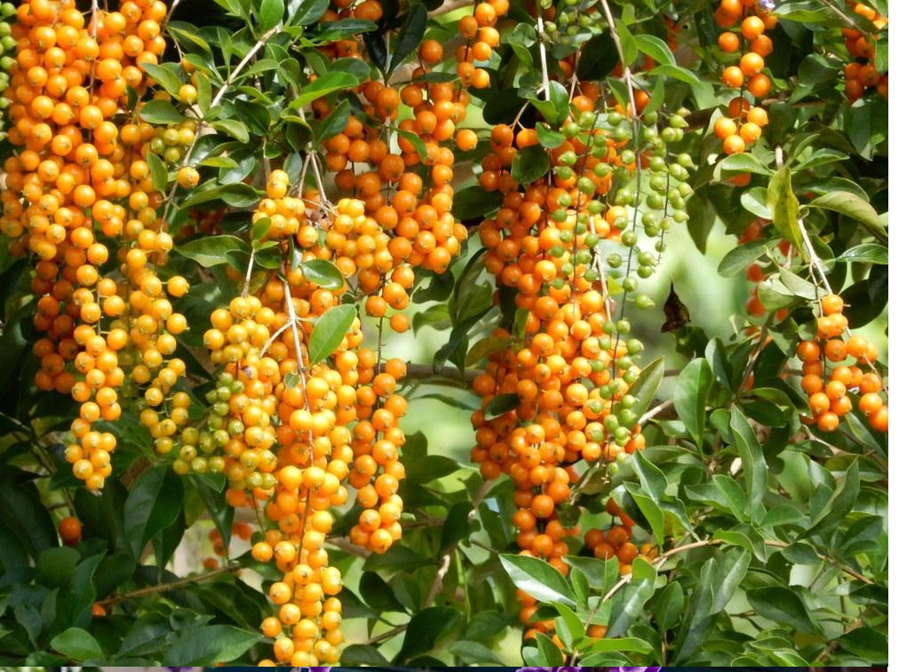 Cũng chính vì vẻ đẹp và tên gọi đó, nên chuỗi ngọc là loại cây được phong là "thần giữ của" cho gia chủ.