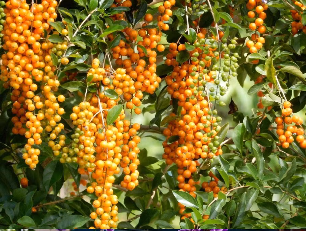 Cũng chính vì vẻ đẹp và tên gọi đó, nên chuỗi ngọc là loại cây được phong là "thần giữ của" cho gia chủ.