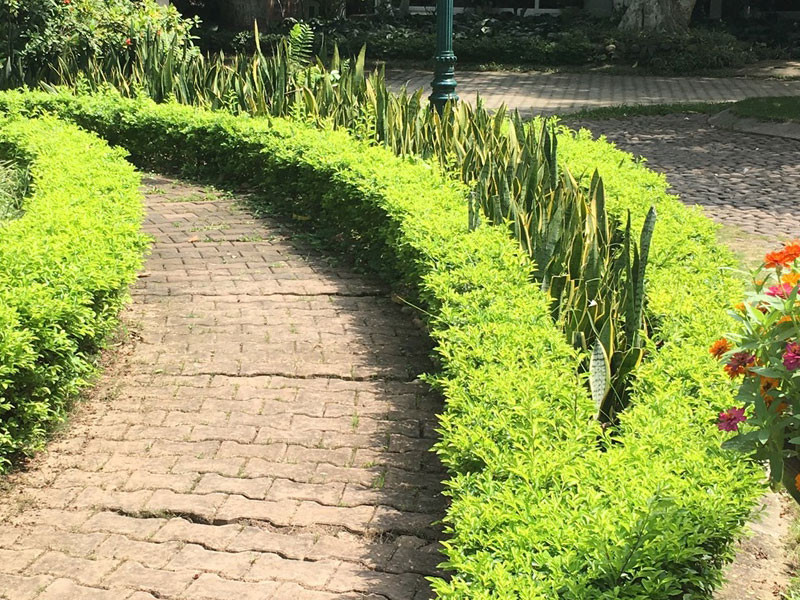 Cây chuỗi ngọc khi chưa ra hoa, quả, trông cũng bình thường như bao loài cây khác.