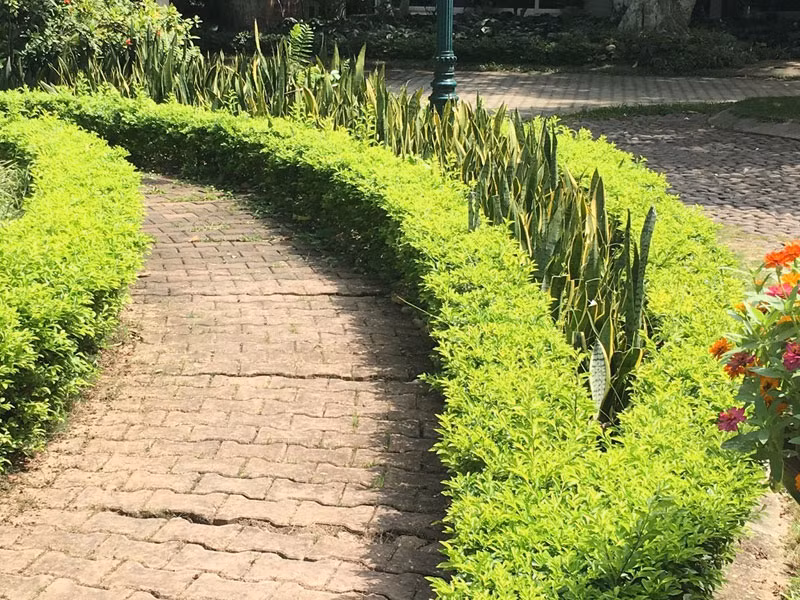 Cây chuỗi ngọc khi chưa ra hoa, quả, trông cũng bình thường như bao loài cây khác.