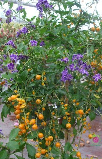 Chuỗi ngọc rất dễ trồng. Bạn có thể áp dụng một trong hai phương pháp: gieo hạt hoặc giâm cành.