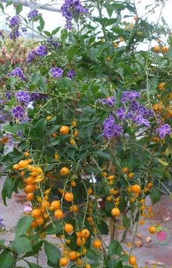 Chuỗi ngọc rất dễ trồng. Bạn có thể áp dụng một trong hai phương pháp: gieo hạt hoặc giâm cành.