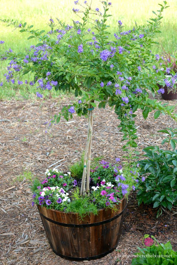 Cây phát triển tốt trên loại đất trồng giàu mùn, chứa nhiều dinh dưỡng và thoát nước tốt.