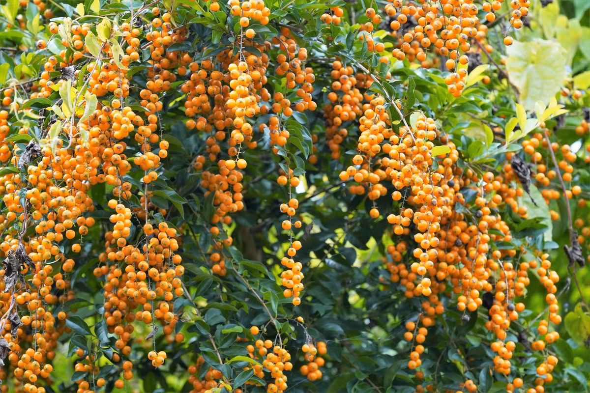 Việc trồng chuỗi ngọc, theo quan niệm sẽ mang tới cho gia chủ tài lộc dồi dào, không còn phải lo về cơm áo gạo tiền.