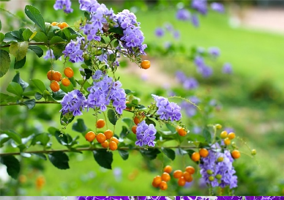 Vì vậy, khi trồng chuỗi ngọc, có thể mang lại cho bạn sự may mắn và giàu có đáng kinh ngạc.