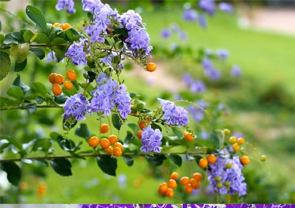 Vì vậy, khi trồng chuỗi ngọc, có thể mang lại cho bạn sự may mắn và giàu có đáng kinh ngạc.