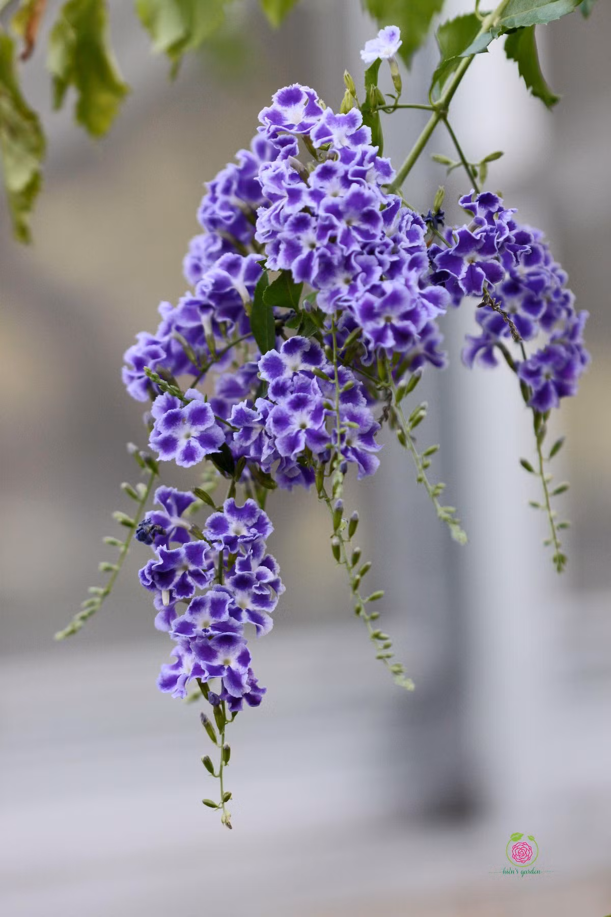 Cây cảnh này giống như một vị thần hộ mệnh về tiền bạc, âm thầm tích lũy tài sản của bạn mỗi ngày.