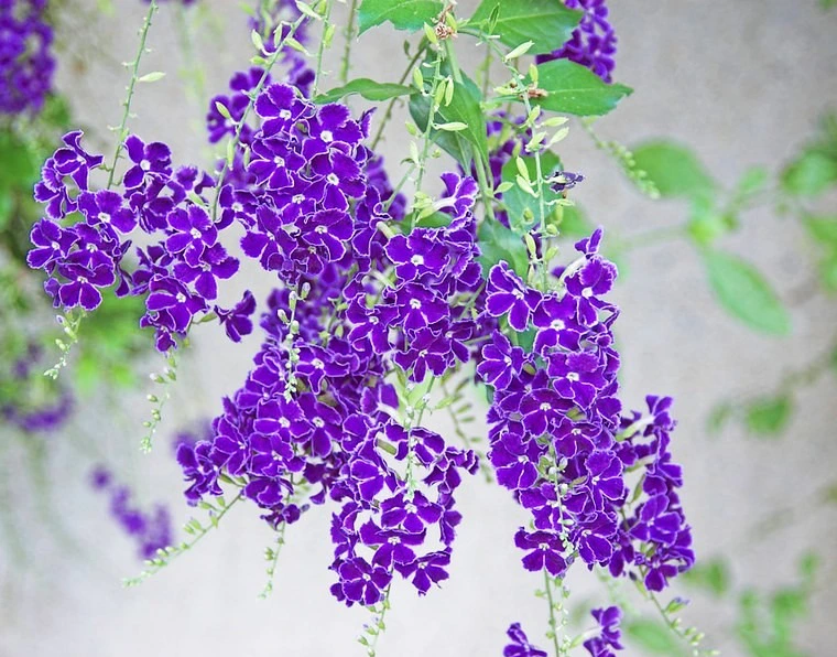 Khi cây chuỗi ngọc vàng này nở hoa sẽ tỏa ra hương thơm quyến rũ, như báo hiệu niềm hân hoan, thịnh vượng của muôn hoa khoe sắc.