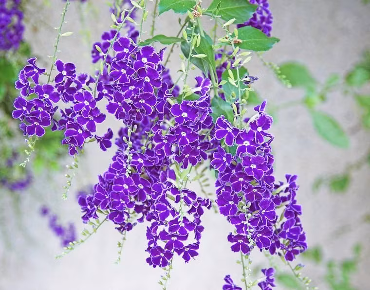 Khi cây chuỗi ngọc vàng này nở hoa sẽ tỏa ra hương thơm quyến rũ, như báo hiệu niềm hân hoan, thịnh vượng của muôn hoa khoe sắc.