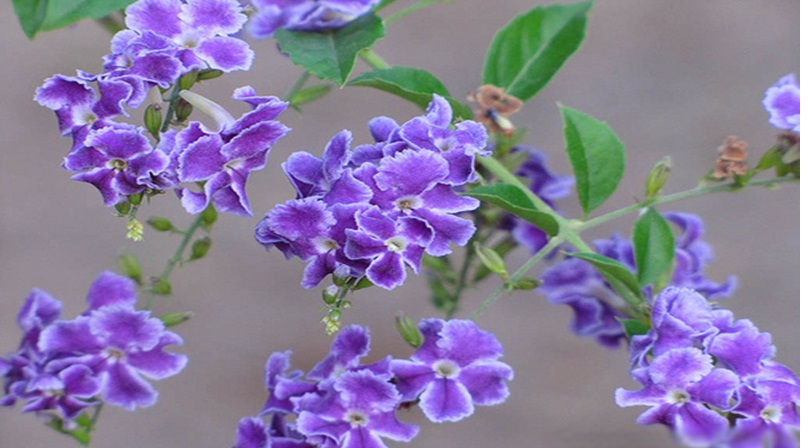 Thời điểm trồng cây chuỗi ngọc tốt nhất là cuối mùa xuân, đầu mùa hạ.