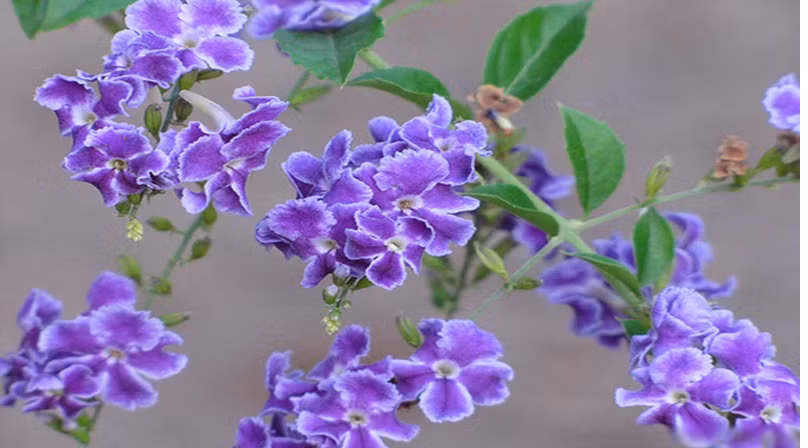 Thời điểm trồng cây chuỗi ngọc tốt nhất là cuối mùa xuân, đầu mùa hạ.