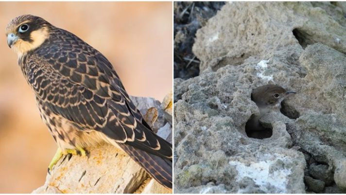 Các nhà khoa học cho rằng bằng cách nhốt con mồi, chim ăn thịt có thể giữ cho nguồn thức ăn của chúng luôn tươi ngon cho đến khi cần. Tuy nhiên, một số cũng hoài nghi khi cho rằng, đây có thể là do các con chim nhỏ chạy trốn chứ không phải bị nhốt.