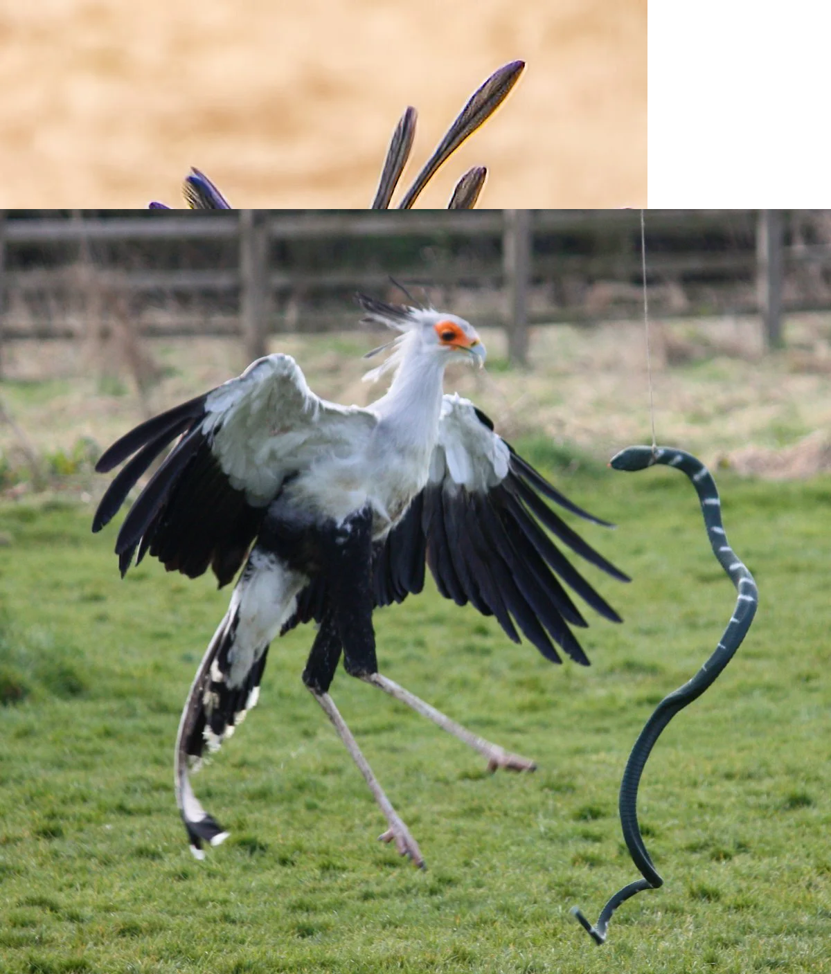 "Chim diều ăn rắn" có khả năng tuyệt vời trong việc chế ngự và xơi tái bất cứ con rắn nào bất kể con rắn đó có nọc độc mạnh. Diều săn rắn có cách săn mồi độc đáo, nó tóm lấy con rắn bằng những móng chân chắc khỏe và đập đầu con rắn cho đến chết.