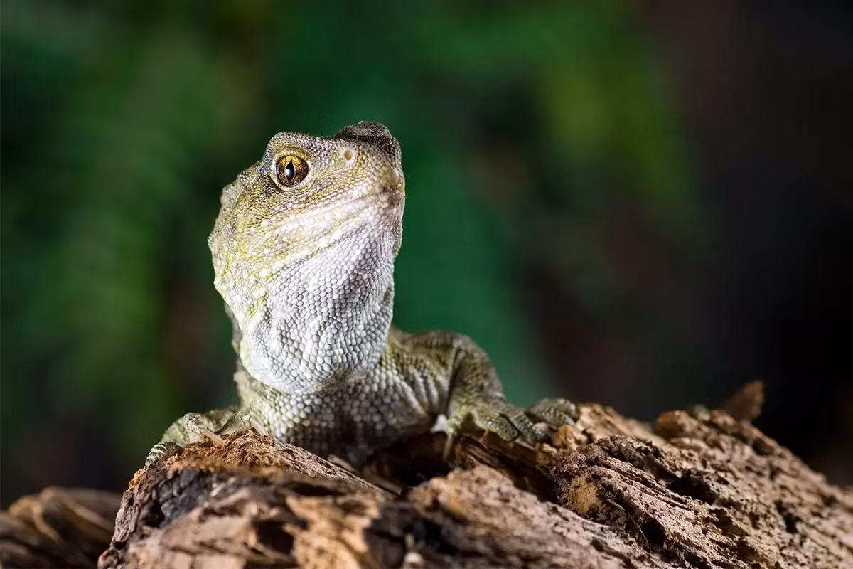 Tuatara là tên gọi của một loài bò sát đặc hữu của New Zealand. Chúng còn được gọi là "khủng long thời hiện đại" bởi loài này là chi duy nhất còn sinh tồn thuộc bộ Rhynchocephalia từng phát triển mạnh 200 triệu năm trước.