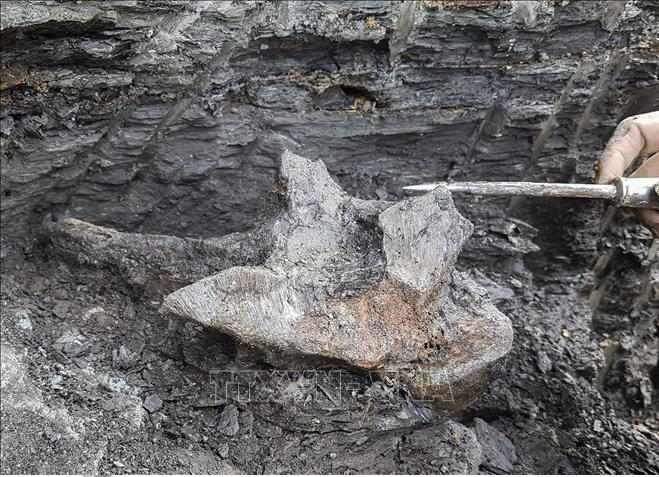 Theo các chuyên gia, loài cá này có họ hàng với loài cá heo sông Hằng ở Ấn Độ nhưng có kích thước lớn hơn nhiều. Chúng đã sống trong môi trường nước ngọt ở cả Amazon và Ấn Độ nhưng đã tuyệt chủng ở Amazon và sống sót tại Ấn Độ. Ảnh: Hóa thạch cá heo sông 16 triệu năm tuổi được khai quật ở Peru. Ảnh: AFP/TTXVN.