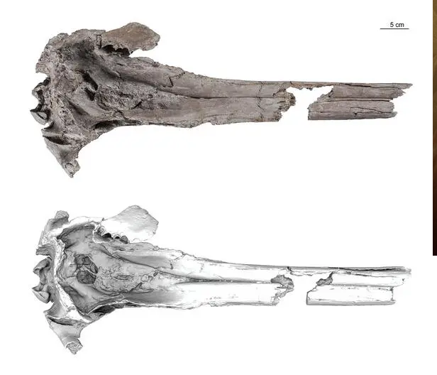 Loài cá heo mới phát hiện được đặt tên khoa học là Pebanista yacuruna, một sinh vật thần thoại của Peru sống ở vùng nước sâu. Trong ảnh là mẫu vật họp sọ của sinh vật này, gồm ảnh của mẫu vật và mô hình 3D. (Ảnh: Aldo Benites-Palomino/Bảo tàng Lịch sử Tự nhiên Hoa Kỳ).