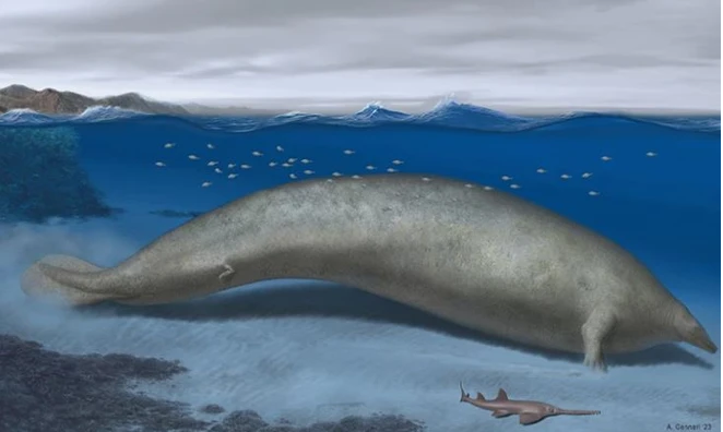 Trước đó, các nhà khoa học ước tính, khối lượng của loài cá voi thời tiền sử phát hiện năm 2010 ở Peru khoảng 85-340 tấn, nặng hơn cá voi xanh với cân nặng kỷ lục do Guinness công nhận là 190 tấn.