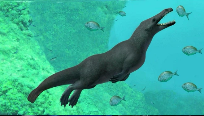 Tại Ai Cập, một loài cá voi cổ cũng từng được phát hiện có tên gọi Phiomicetus Anubis. Loài này có thể di chuyển trên cạn cũng như bơi dưới nước, đồng thời có cơ hàm rất khỏe để săn mồi.