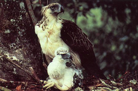 Đại bàng khổng lồ này thường làm tổ trên cành cây cao và tổ thường cách mặt đất khoảng 30 m. Mỗi cặp đại bàng chỉ sinh một con trong năm.