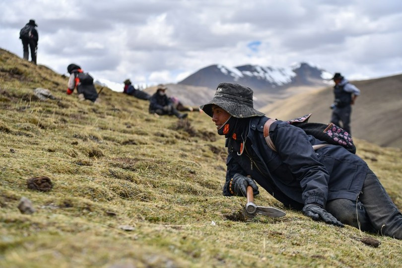 Nơi đây có loài đông trùng hạ thảo được cho là tốt nhất thế giới, có giá lên tới ngàn đô nhưng được săn lùng ráo riết.