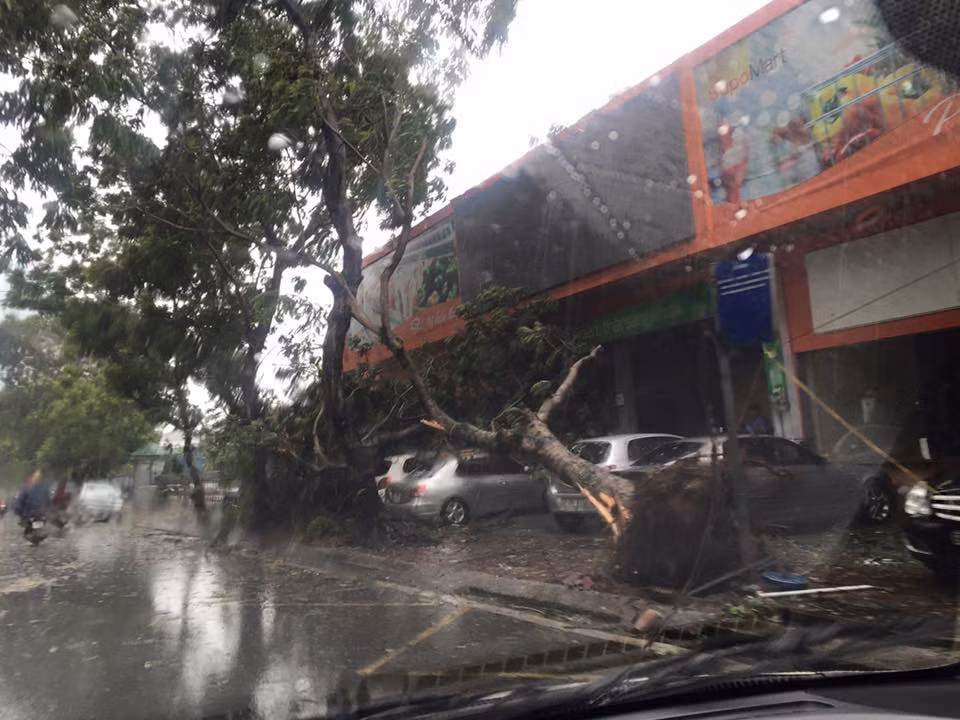 Từ đêm qua, do ảnh hưởng của bão số 1, Thủ đô Hà Nội đã có mưa lớn kèm theo gió giật kéo dài suốt đêm tới tận sáng nay đã khiến cho cây đổ trên nhiều tuyến đường. Ảnh: Huyền Châu Nguyễn